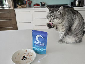 From Rescue Cats Coco and Paco to Science-Backed Oral Care: Janet’s Story Behind Purrlys®