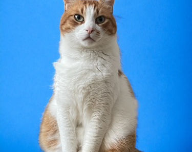 Muscat the Greek Rescue Cat – From Samos to Dutch Mascot