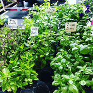 Various herbs on display, including Thai Basil, Sweet Basil