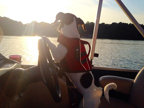 A dog wearing a life jacket standing at the steering wheel of a boat during sunset