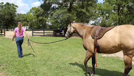 2 Year Old OTTB - Throughbred Horse