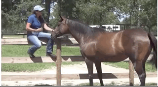 caroline-mounting-lovey-2.gif