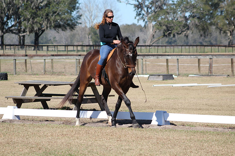 Holistic Horse Training