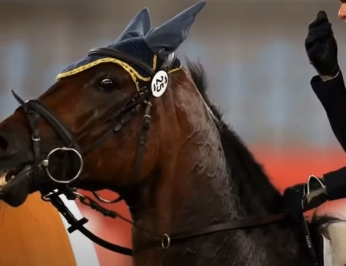 Holistic Horsemanship can help a horse become calm instead of jumpy and unpredictable