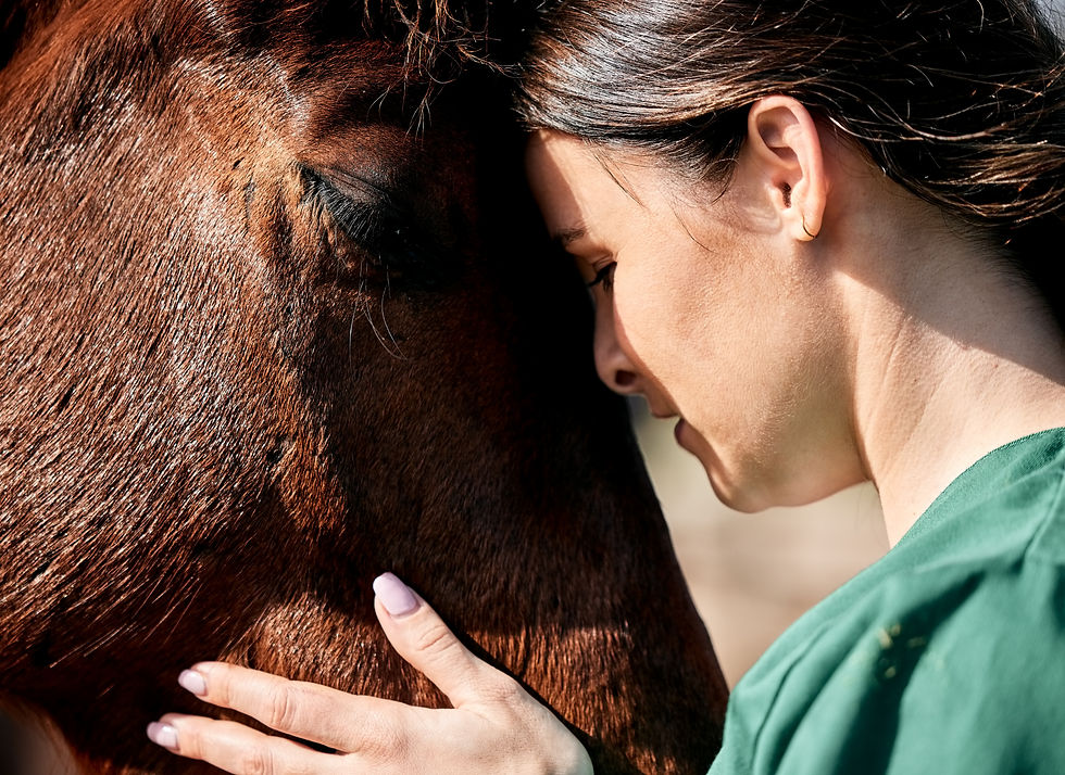 Holistic Horsemanship Step 1: Assessment