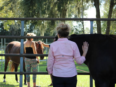 Making Training Easy Using Holistic Horsemanship