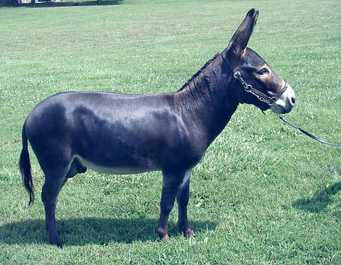 Ackey Breaky_edited.jpg