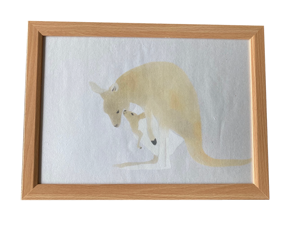 1_カンガルー