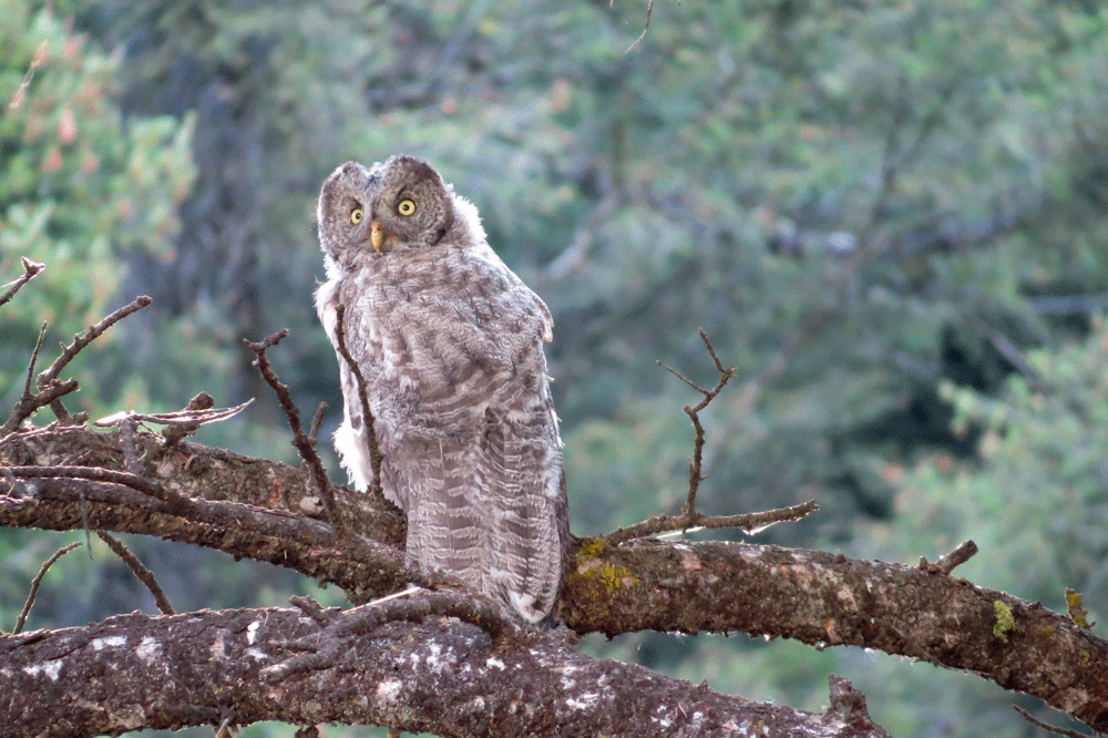 Owl-Stoddard