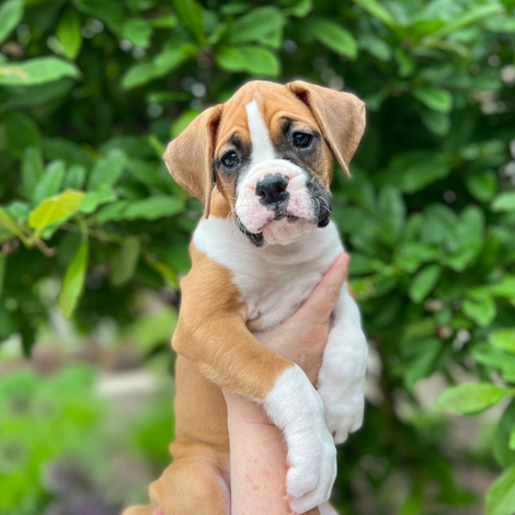 Juliet 7 weeks