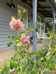 Dahlia growing, Leila at Malmsbury May 2023