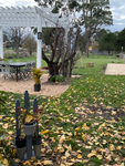 Petanque anyone, at Leila at Malmsbury May 2023