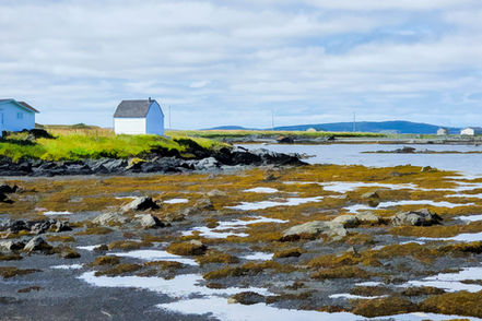 Newfoundland landscape