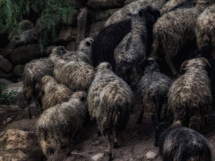 Sheep Following Sheep