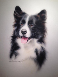 Connor from Bavarian, Forest, Border Collie from Toggle Castle