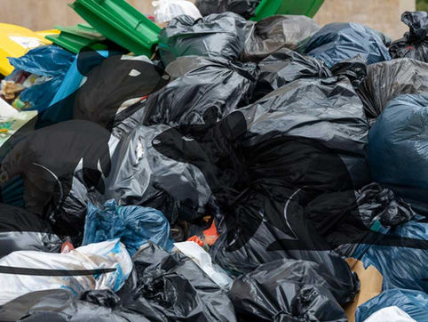 Alerte recrudescence des rats à la Réunion (974)