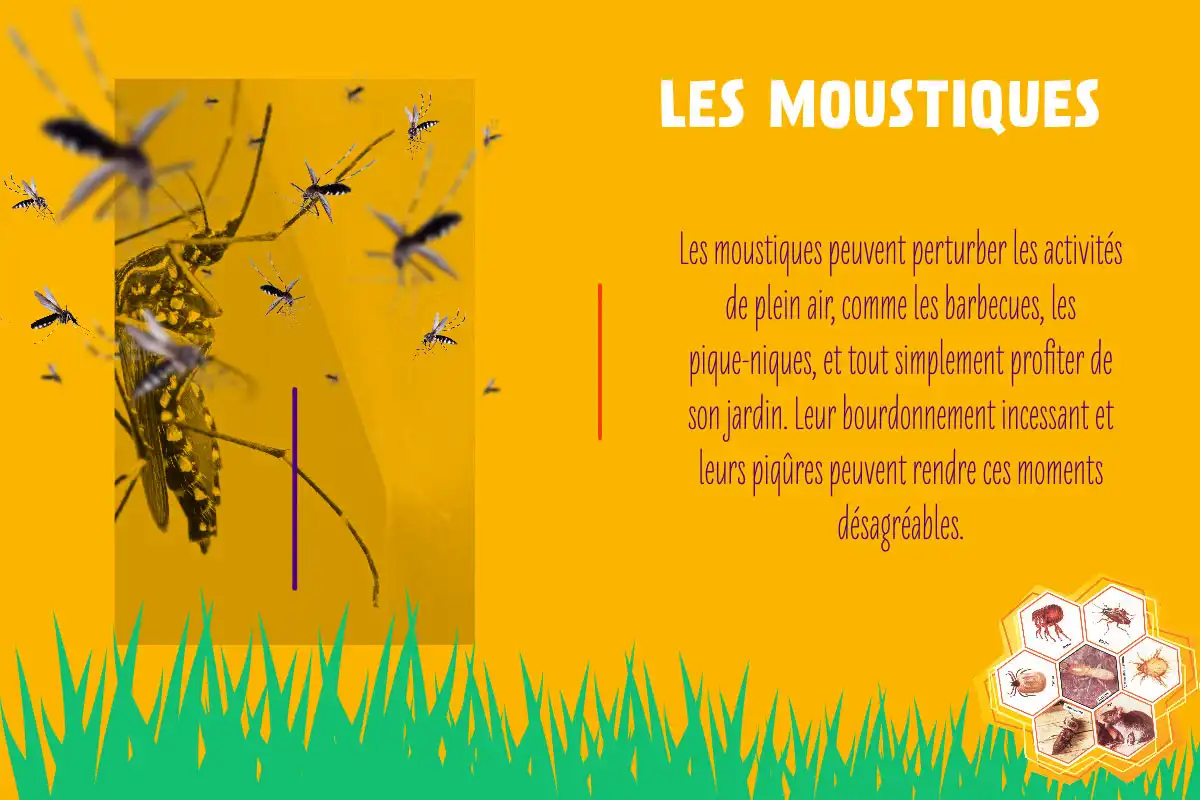 L'arrivée des moustiques avec l'été austral à La Réunion