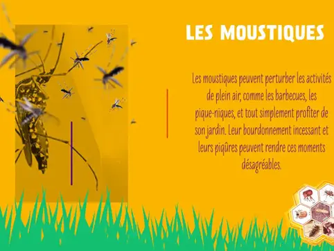 L'éloignement des moustiques dans votre jardin : Conseils pratiques