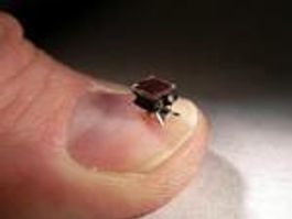 Fourmis : insectes robots pour aider les sauveteurs durant les catastrophes naturelles