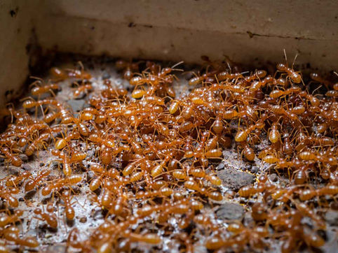 Infestation fourmis de feu ou fourmis folles