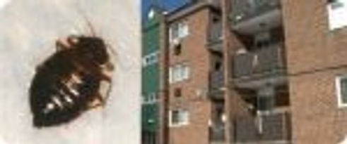 Des locataires de logement HLM contre les Punaises de lit.