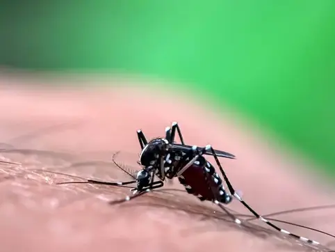 Lutte contre les moustiques à La Réunion : que retenir de 2006 ?