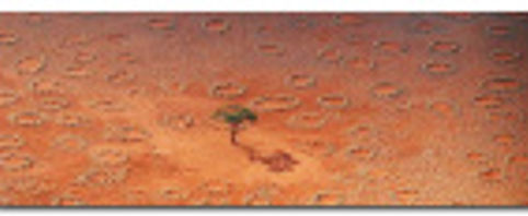 Des réserves d’eau pour termites dans le désert de Namibie.