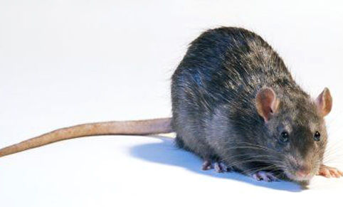 Un rat en train de réfléchir comment faire une action