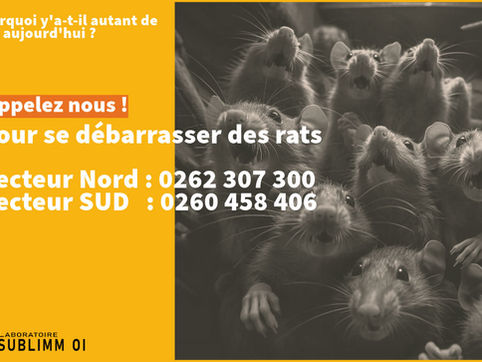 Pourquoi y'a-t-il autant de rats aujourd'hui ?