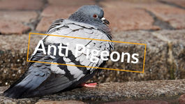 Pourquoi protéger les bâtiments contre les pigeons ?