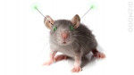 Un rat universitaire