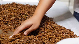 Les ténébrions est une nourriture riche en protéines