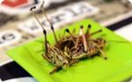 Electricité : Se servir des Insectes pour créer du courant