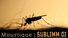 Un moustique se nourrit de sang sur la tête d'une personne