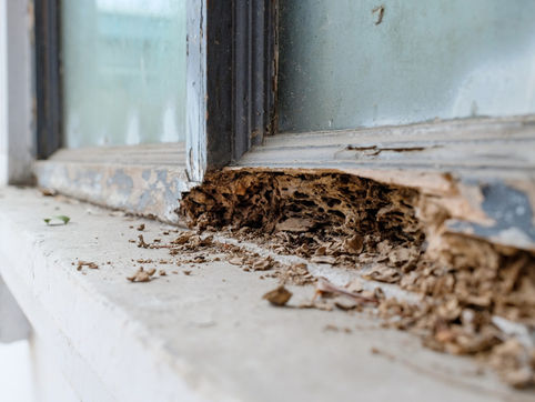 Dégâts termites sur un encadrement de fenêtre
