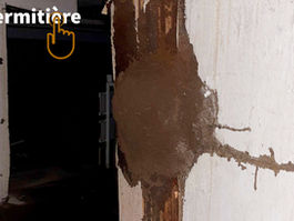 Nid de termites dans un sous-sol d'une maison.