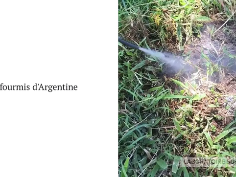 Traitement naturel contre fourmis avec la terre de diatomées grise