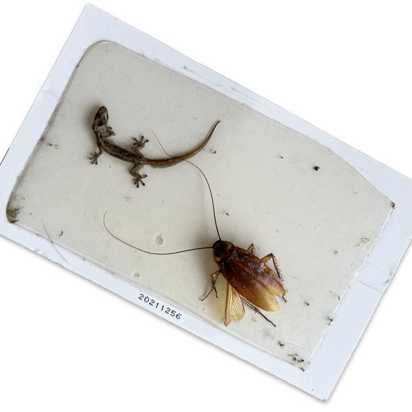 Plaque glu aromatisée pour la capture des margouillats