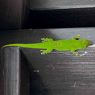 Margouillat🦎ou gecko sympathique
