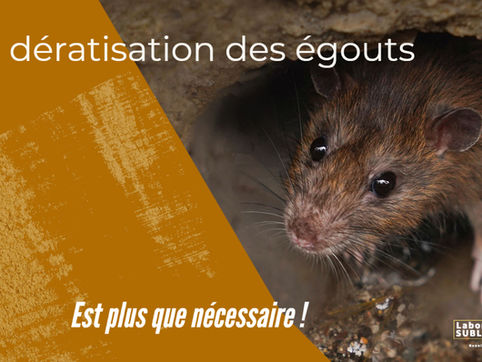 Les rats dans les égouts des villes
