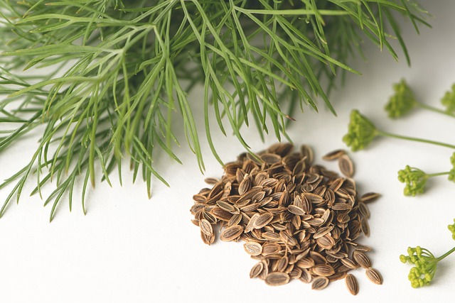 Folhas e sementes de dill