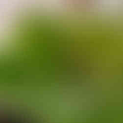 Folhas de hortelã-do-norte banhadas no mel