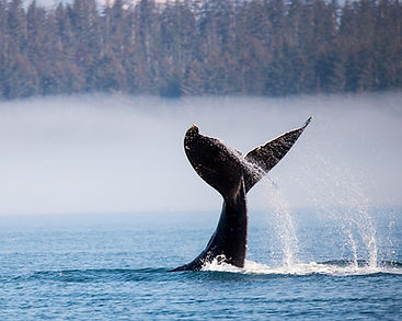 alaska-glacier-bay-professional-small.jp