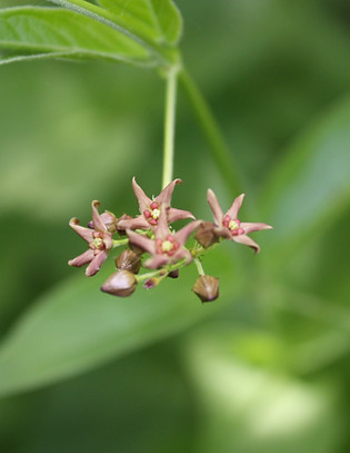 Dog strangling vine flower