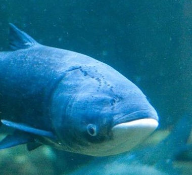 Asian Carp