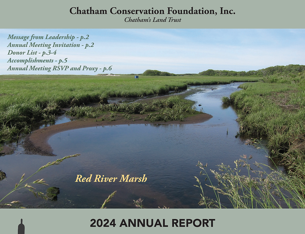 autumn marshland in Chatham ma