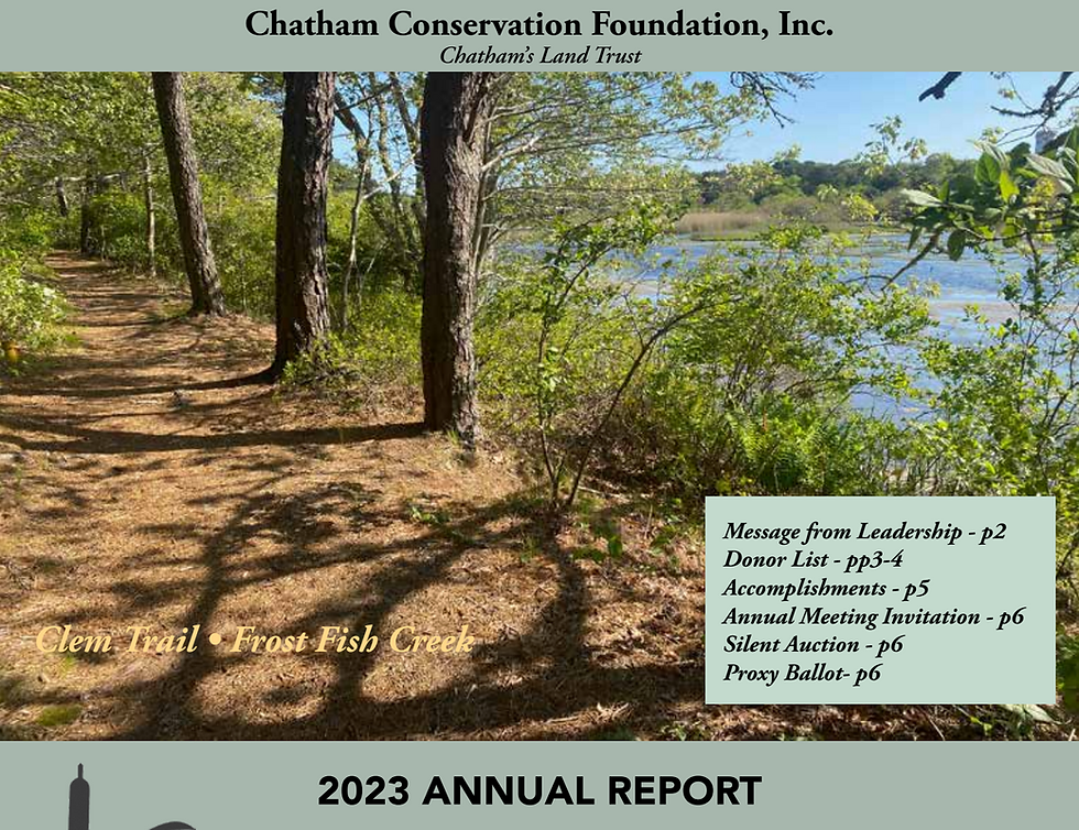 autumn marshland in Chatham ma