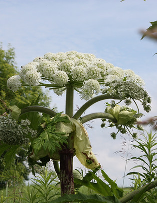 Giant hogweed Flower