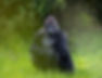 gorilla.jpg