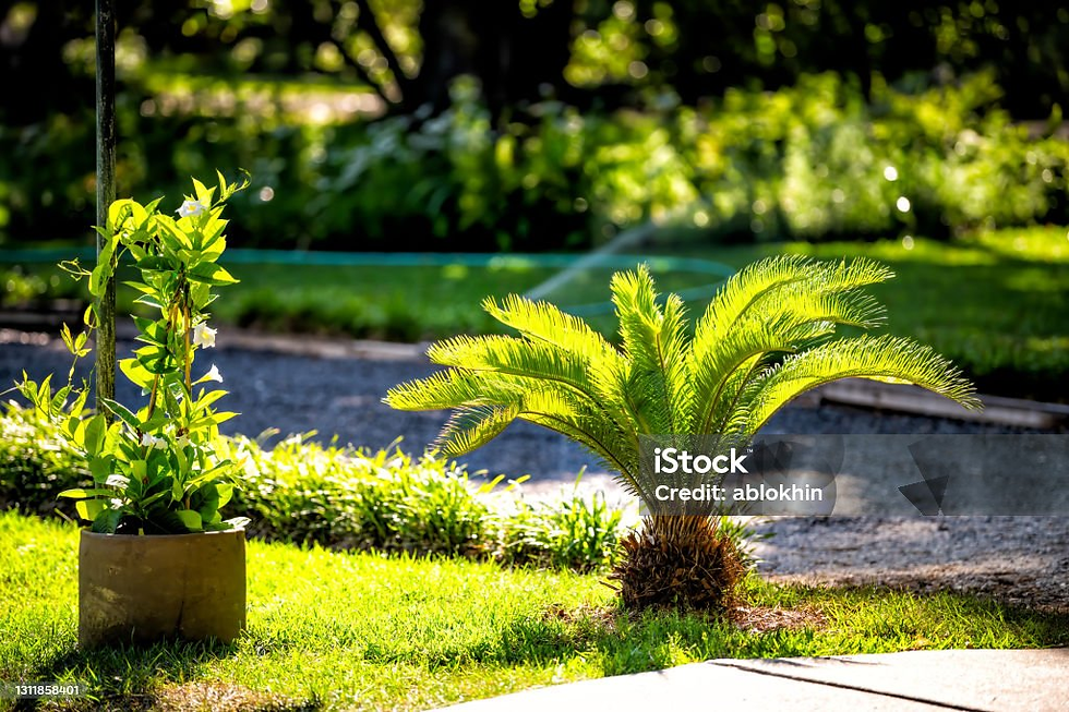 Sago Palm Care – How to Grow This Ancient and Elegant Houseplant